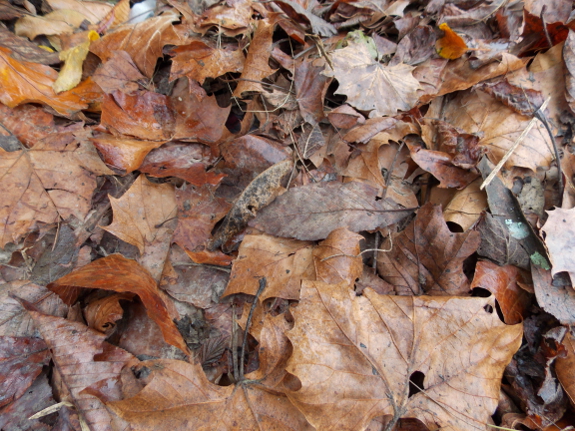 Leaf mulch