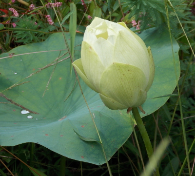 Lotus bud