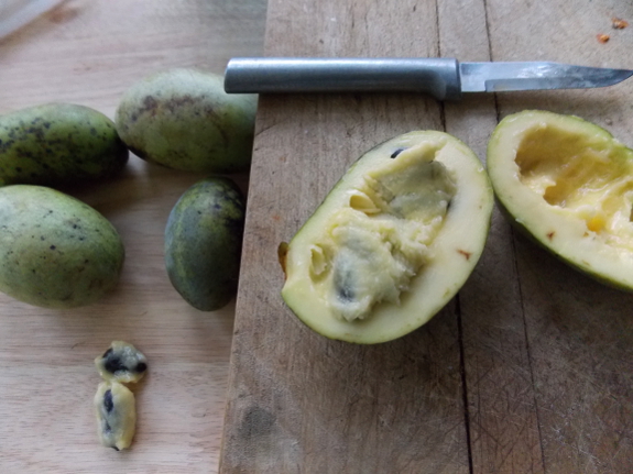 Cutting a pawpaw