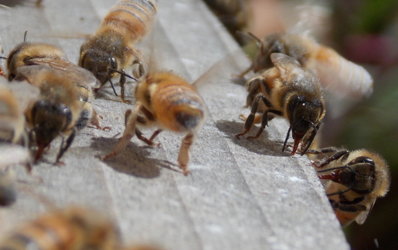 Bees licking powdered
sugar