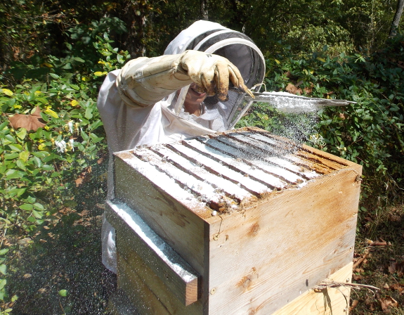 Powdering a bee hive