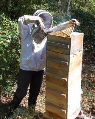 Tall bee
hive