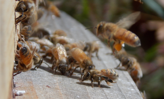 Treating bees with
powdered sugar