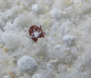 Varroa mite in
sugart