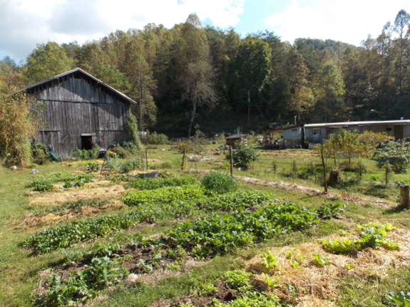 Afternoon garden