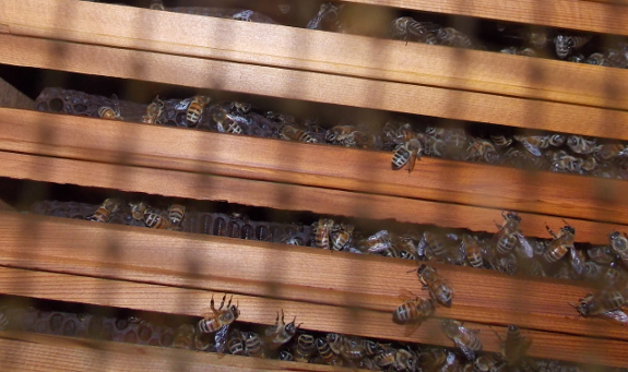 Empty Warre hive box