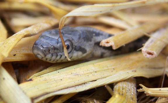 Snake in the straw