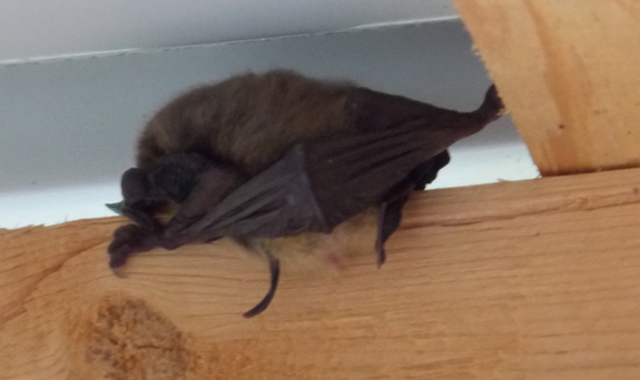 Porch bat