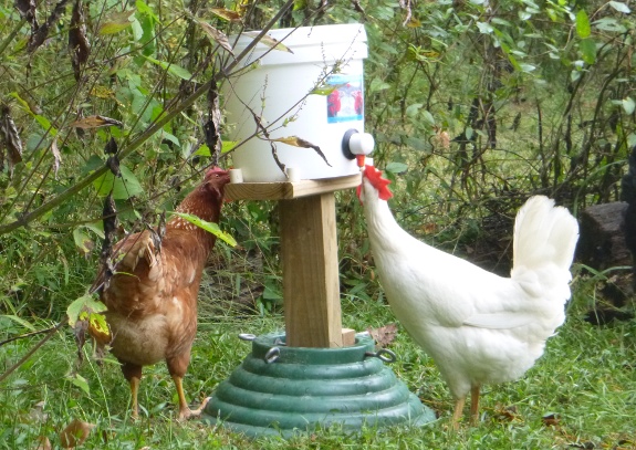 using an old Christmas tree stand for bucket waterer mounting