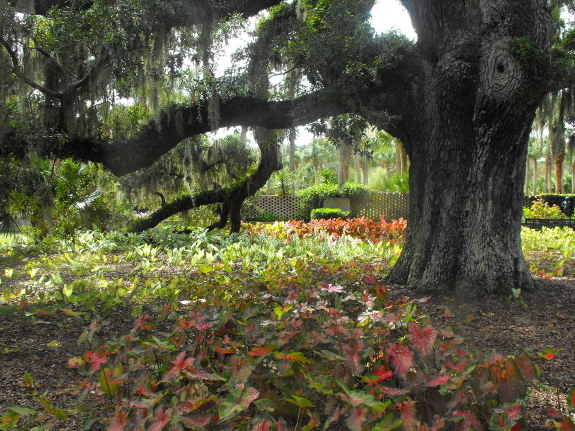 Brookgreen gardens