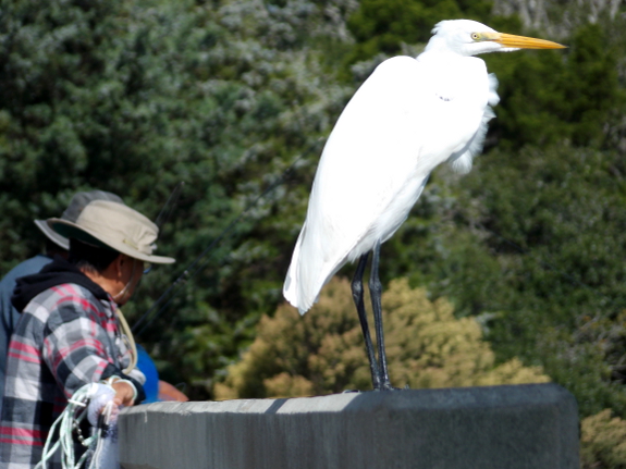 Egret and fishermen