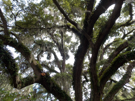 Epiphytes