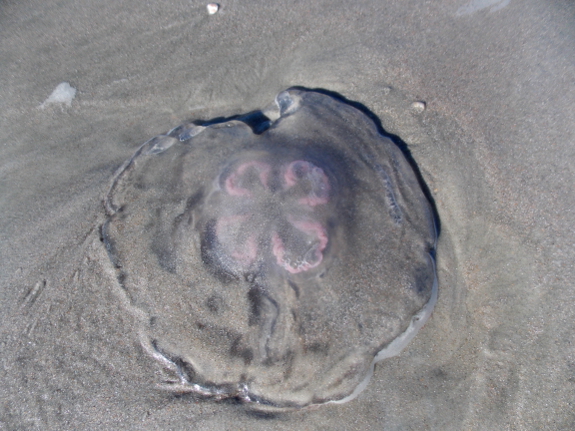 Moon jelly