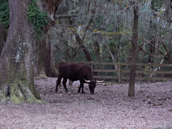 Red Devon cow