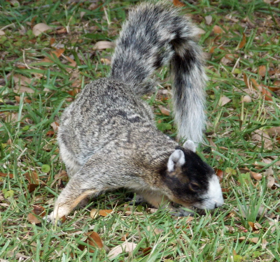 Southern fox
squirrel