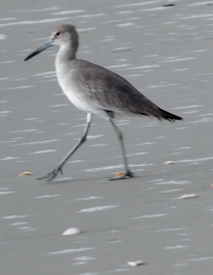 Willet