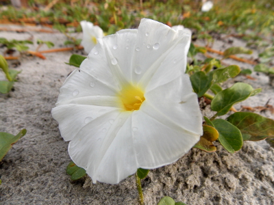 Beach Morning-Glory