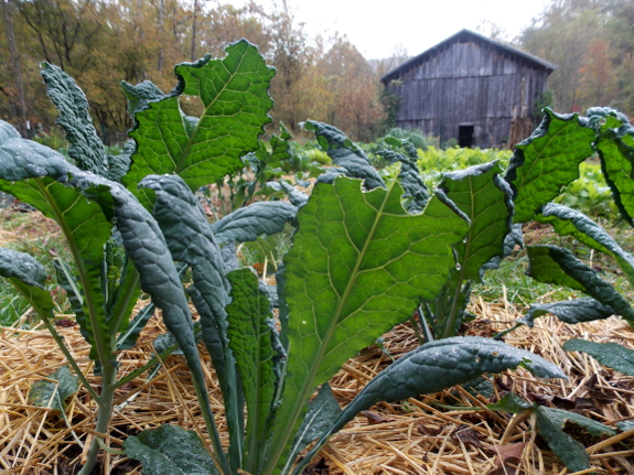 Laciniato kale