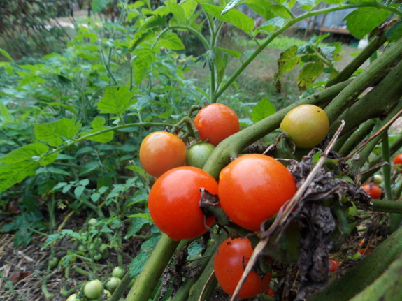 Late tomatoes