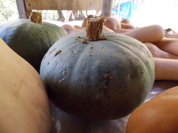 Blue Hubbard squash