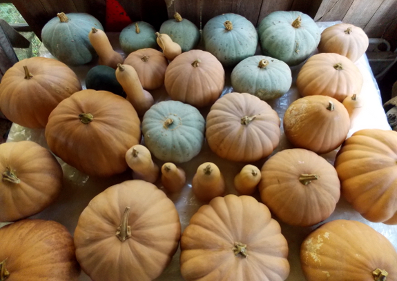 Winter squash