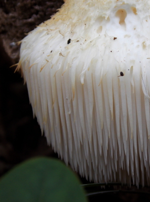 Lion's mane closeup