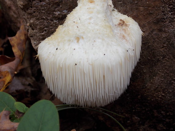 Lions mane mushroom