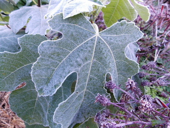 Frost on fig