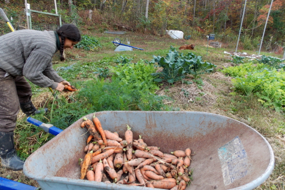 Digging carrots