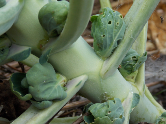 Baby brussels
sprouts