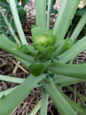 Topping brussels sprouts