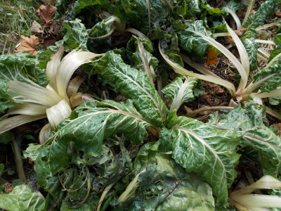 Frost-nipped Swiss chard