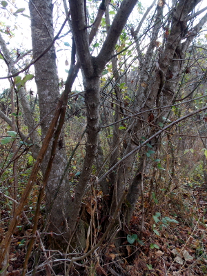 Coppiced box-elder