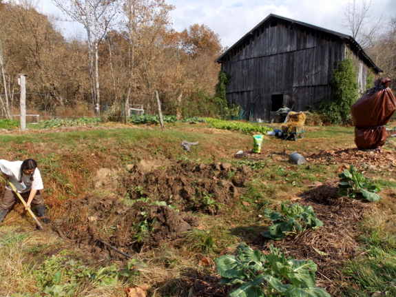 Making raised beds