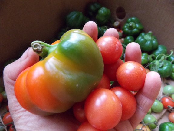 Ripening peppers and tomatoes