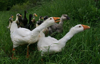 Grazing geese