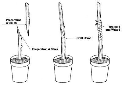 Bench graft