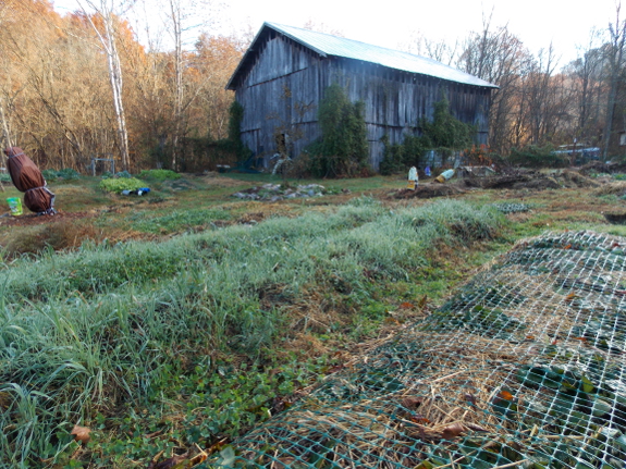 Rye cover crop