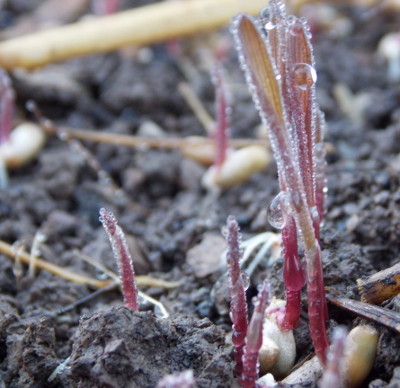 Sprouting rye