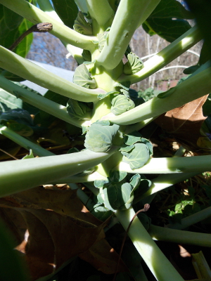 Baby Brussels sprouts