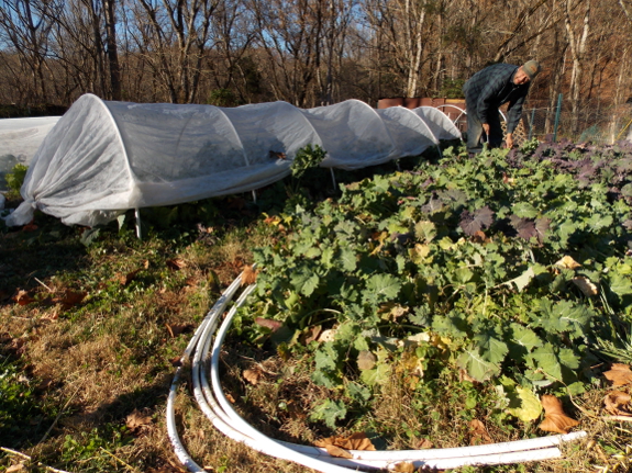 Putting quick hoops over kale