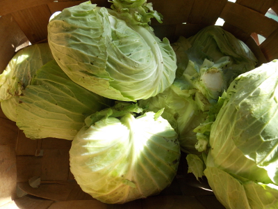Basket of cabbages