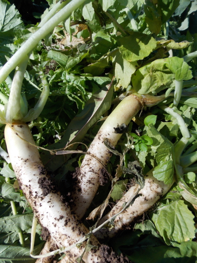 Oilseed radishes