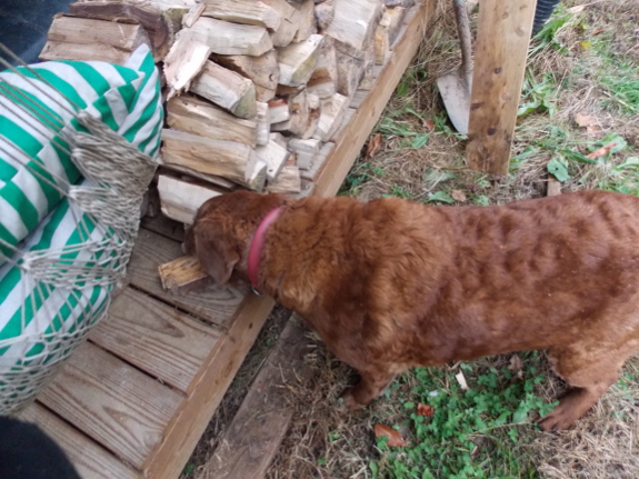 Stealer of firewood