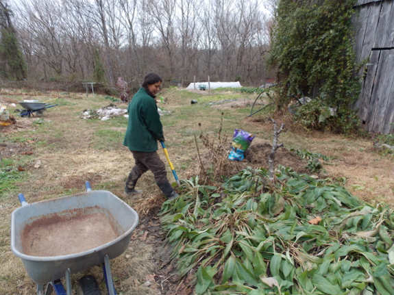 Comfrey bed