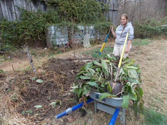 Wheelbarrow of comfrey