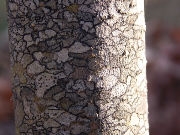 Bark lichen