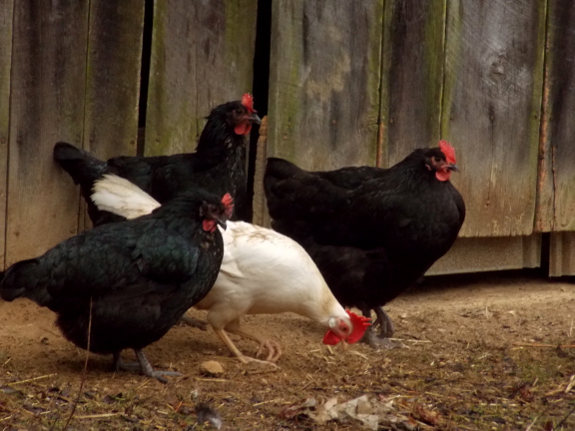 Chickens in the rain