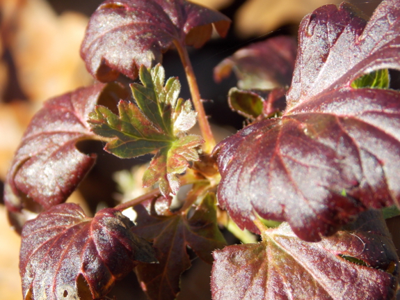 Gooseberry leaves