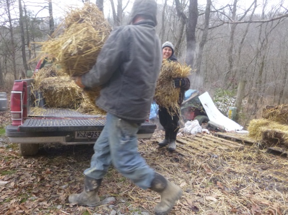 loading up the rest of the straw bales